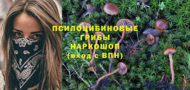 Галлюциногенные грибы Magic Shrooms  Малгобек 